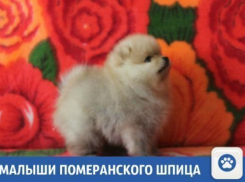 В Краснодаре продаются настоящие друзья 