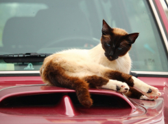 Тепло, но дождливо будет на Кубани 