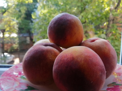 О пользе винограда, персиков, слив и алычи: интервью с врачом с Кубани