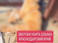 На Кубани пенсионерка задушила проволокой застрявшую в заборе собаку