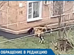  Собаки разорвали всех кошек района, на очереди дети: Краснодарцы пожаловались на агрессивных животных 