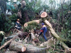 Кубанский ветер свалил гигантское дерево
