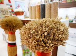 Ежегодно на Кубани растет спрос на семена отечественного производства