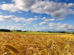 Сельхозпродукция Кубани будет выпускаться под единым брендом