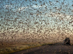 Власти Кубани заявили об отсутствии угрозы нашествия саранчи