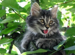  На Кубани потеплеет до 27 градусов тепла 