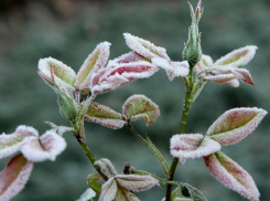 Жителей Краснодара предупредили о заморозках