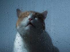 Вечером краснодарцев ждет дождь