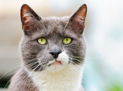 Перед Новым годом на Кубани пойдет снег, но мокрый