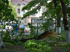 В Краснодаре падающие деревья мучают микрорайон из-за шашлычников и отдыхающих