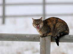  Дождь сменится мокрым снегом и похолодает на Кубани 