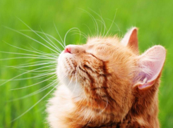 Солнце, слабые дожди и ветер прогнозируют синоптики на Кубани