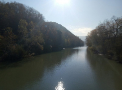  На сохранение лесов Кубани выделили 185 млн рублей 