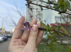 Неожиданное цветение сирени в марте застали краснодарцы