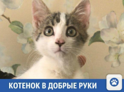 Доброго котенка отдадут в добрые руки
