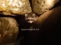 «От её комментариев становится грустно»: в Краснодаре нашли хозяйку поселившегося в Японском саду енота Япошки