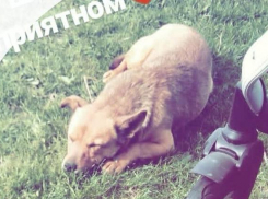  В станице Некрасовской Баба Манюня повесила чужую собаку за то, что она гоняла ее гусей 