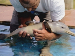 В дельфинарии Анапы родился малыш