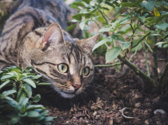 В Краснодаре 5 июля облачная погода