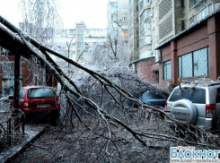 В Краснодаре упавшие деревья повредили свыше 65 автомобилей