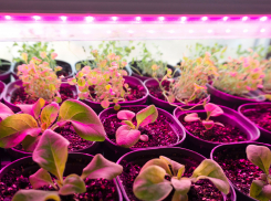 Как выбирают фитолампы продвинутые садоводы