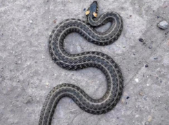 С приходом тепла на улицах Краснодара появились змеи 