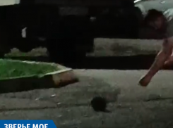 Краснодарцев умилило видео с крупным ежом 
