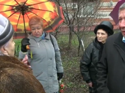 В Краснодаре продолжают вырубать деревья на Ростовском шоссе
