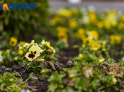 «На волю!» Для любителей комнатных растений Краснодарского края наступает время решительных действий 