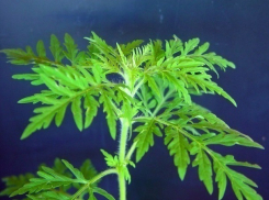 Кубань потратит 170 млн рублей на борьбу с «пищей богов»