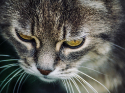 В Краснодаре ожидается пасмурная погода