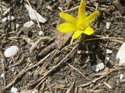 В Абинском районе натуралисты обнаружили редчайший цветок