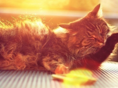 Приятная погода ожидается в Краснодаре в день Всех Влюбленных