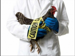  На Кубани зафиксировали вспышку птичьего гриппа 
