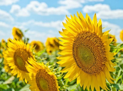 В Краснодаре 21 августа ожидается до +29 градусов тепла