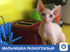 «Мальчишка» миленький ищет друга в Краснодаре