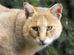 Прокуратура Тбилисского района добилась блокировки 9 Интернет-сайтов, торгующих редкими видами животных