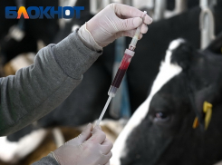 Карантин ввели в селе на Кубани из-за вспышки опасного заболевания