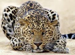 Особым талисманом Всемирных военных игр в Сочи стал леопард