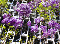 Ароматный сиреневый «водопад» украсил парк Галицкого в Краснодаре