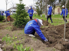 Зеленые кроны Тамани