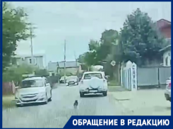 Она бежала следом до последнего: краснодарцы безжалостно выбросили собаку из авто