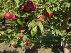 Миллиардер Олег Дерипаска прогулялся по яблоневому саду на Кубани