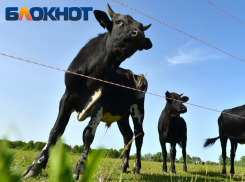 Опасную инфекцию нашли у коров в станице Краснодарского края