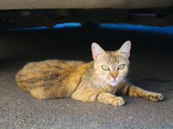 До +1 градуса опустится температура воздуха в Краснодарском крае