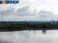 В кубанском поселке жестоко расправились с беззащитными кошками