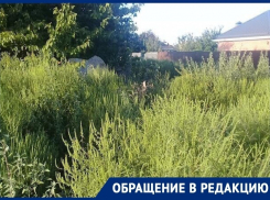 «Хранителей» амброзии не пугают штрафы: краснодарцы пожаловались на заросли