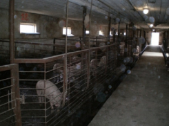 Иностранец убил на свиноферме жителя Динского района