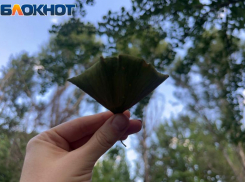 Оазис в городских джунглях: кадры одного летнего дня в дендрарии