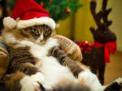  Первый день 2019 года на Кубани будет снежным, дождливым и туманным 